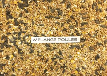 Quel est l'aliment préféré des poules ?