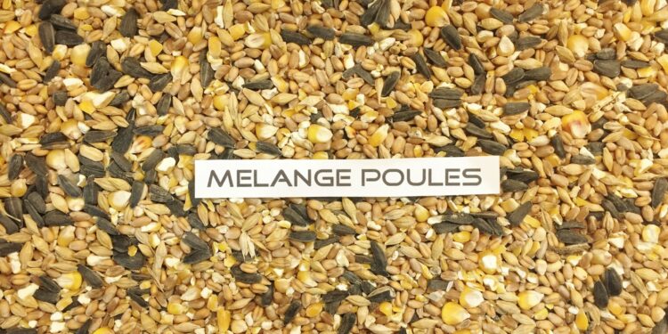 Quel est l'aliment préféré des poules ?