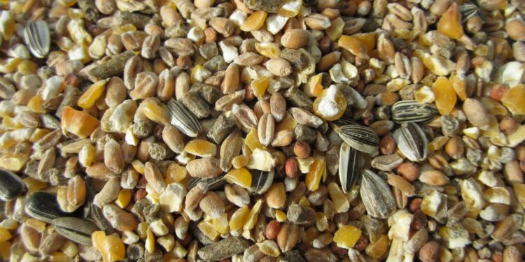 Quel est l'aliment préféré des poules ?