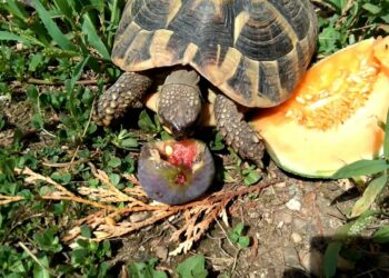 Quel est l'aliment préféré des tortues ?