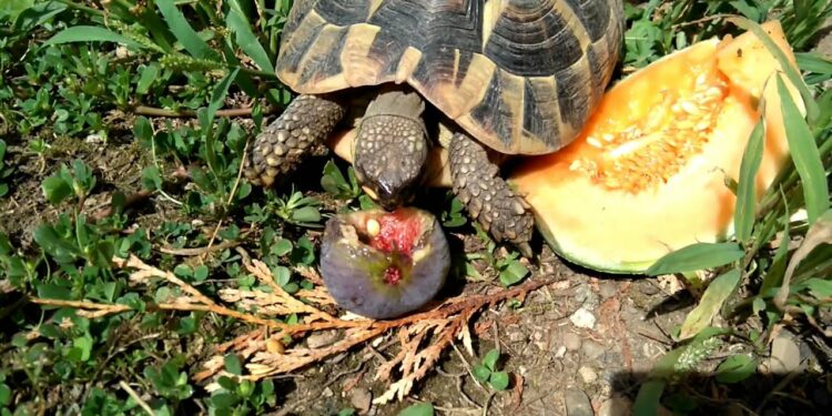 Quel est l'aliment préféré des tortues ?