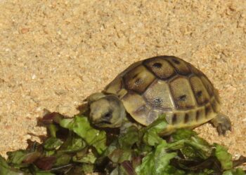 Quel est l'aliment préféré des tortues ?
