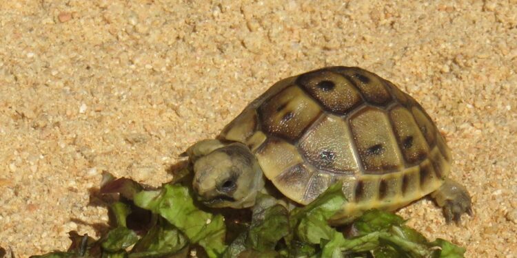 Quel est l'aliment préféré des tortues ?