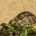 Quel est l'aliment préféré des tortues ?