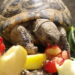 Quel est l'aliment préféré des tortues ?