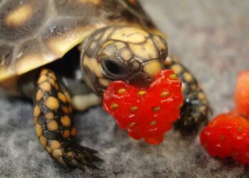 Quel est l'aliment préféré des tortues ?
