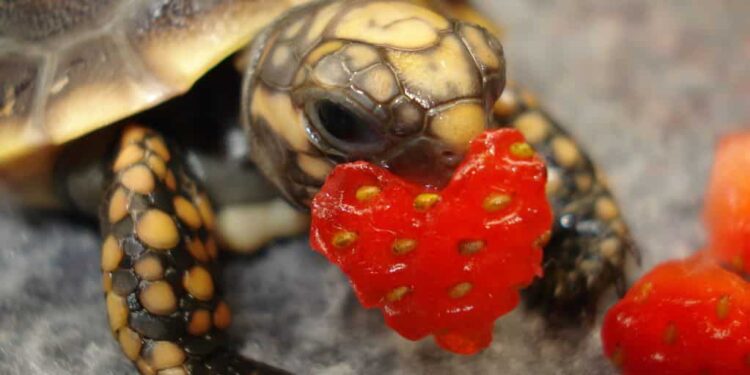 Quel est l'aliment préféré des tortues ?