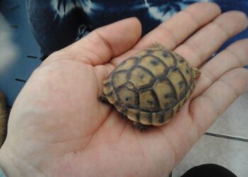 Quel est l'aliment préféré des tortues ?