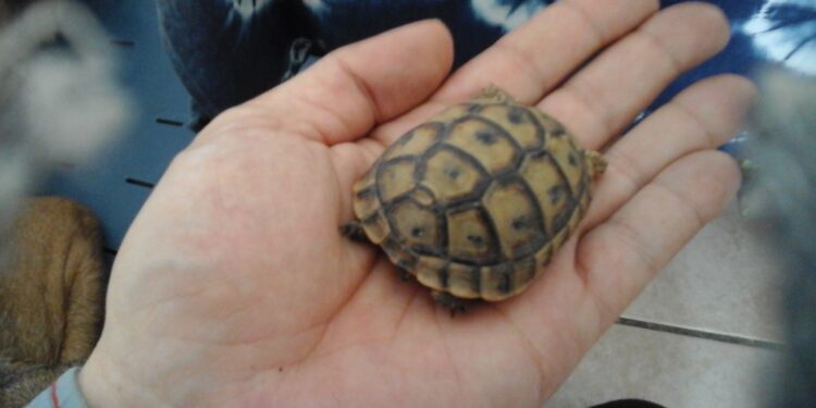 Quel est l'aliment préféré des tortues ?