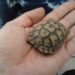 Quel est l'aliment préféré des tortues ?