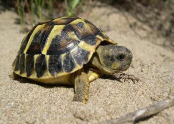 Quel est l'aliment préféré des tortues ?