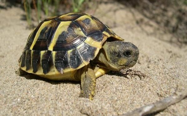 Quel est l'aliment préféré des tortues ?