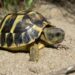 Quel est l'aliment préféré des tortues ?