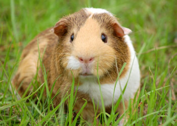 Quel est l'animal domestique le plus propre ?