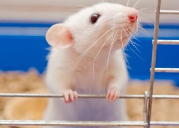 Quel est l'animal domestique le plus propre ?