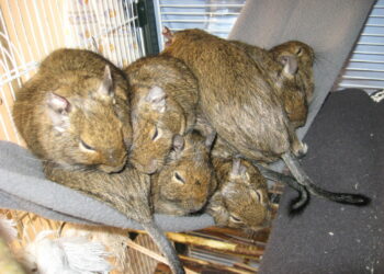 Quel est l'animal le moins contraignant ?