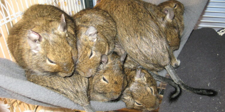 Quel est l'animal le moins contraignant ?