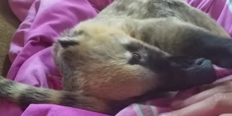 Quel est l'animal le plus beau du monde ?