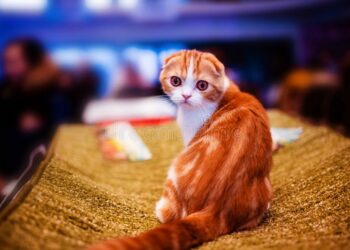 Quel est l'animal le plus calin ?