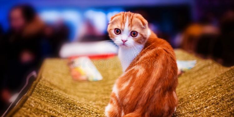 Quel est l'animal le plus calin ?