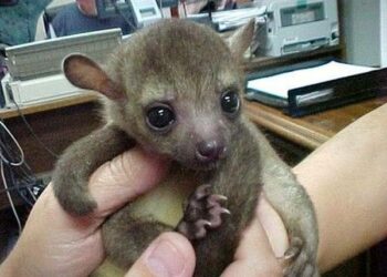 Quel est l'animal le plus câlin ?