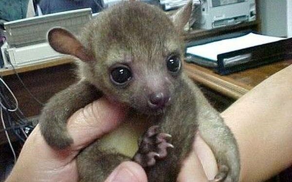 Quel est l'animal le plus câlin ?