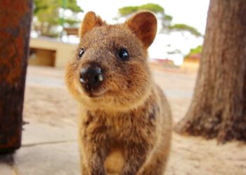 Quel est l'animal le plus calin ?