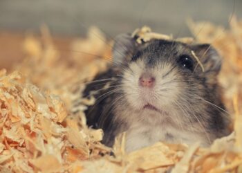 Quel est l'animal le plus câlin ?