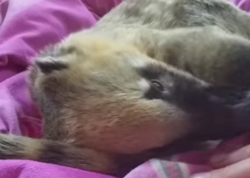 Quel est l'animal le plus câlin ?