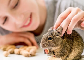 Quel est l'animal le plus câlin ?