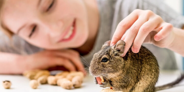 Quel est l'animal le plus câlin ?