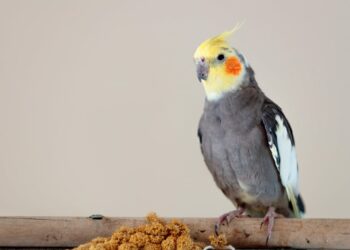 Quel est l'animal le plus calin ?