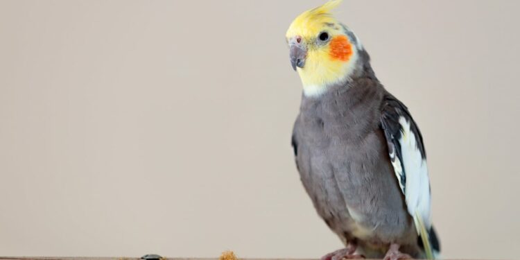 Quel est l'animal le plus calin ?