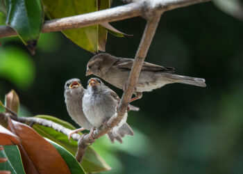 Quel est l'animal le plus calin ?