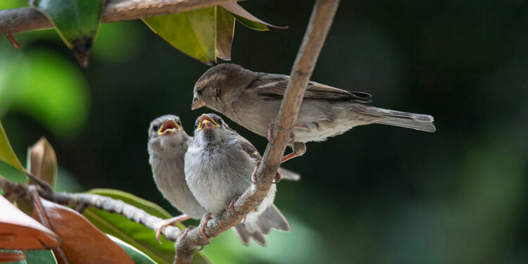 Quel est l'animal le plus calin ?