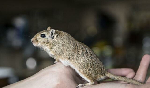 Quel est l'animal le plus câlin ?
