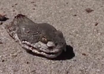 Quel est l'animal le plus dangereux du monde ?