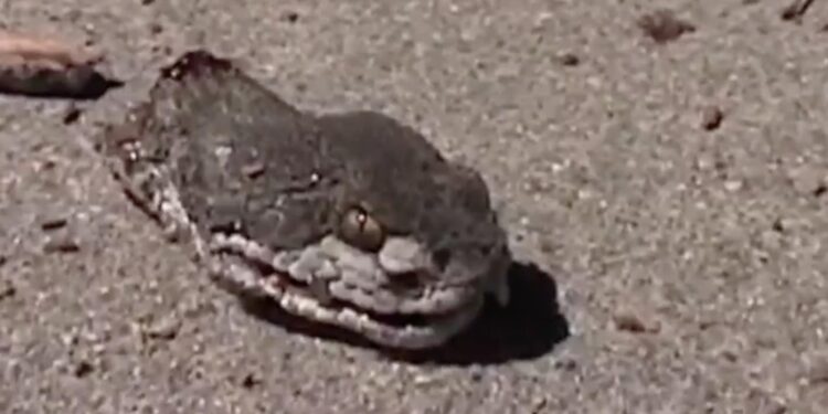 Quel est l'animal le plus dangereux du monde ?