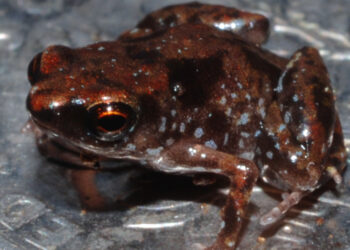 Quel est l'animal le plus gentil du monde ?