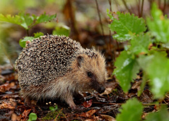 Quel est l'animal le plus peureux ?