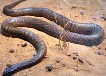 Quel est l'animal le plus peureux du monde ?