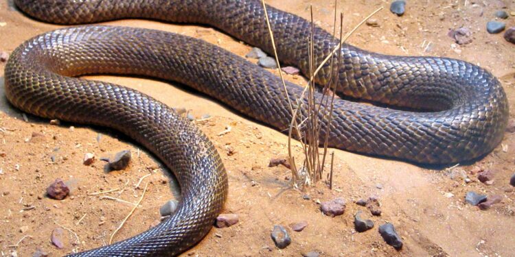 Quel est l'animal le plus peureux du monde ?