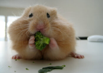 Quel est l'animal le plus propre au monde ?