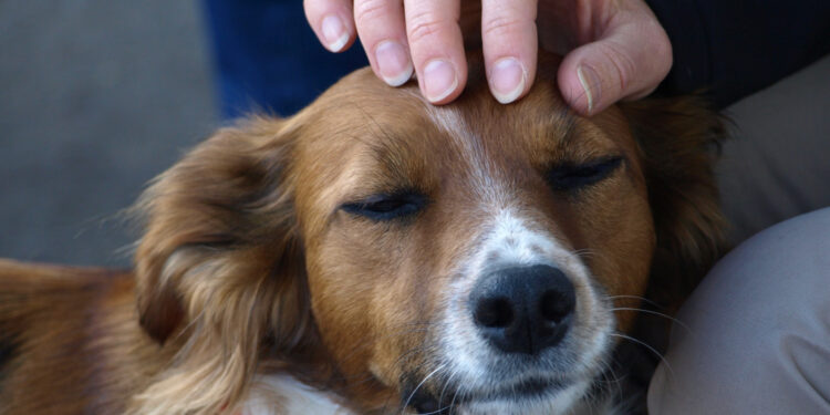 Quel est l'animal le plus social ?
