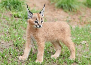 Quel est l'animal le plus timide du monde ?