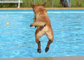 Quel est l'animal qui ne sait pas nager ?