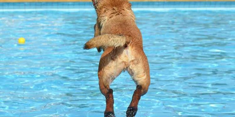 Quel est l'animal qui ne sait pas nager ?