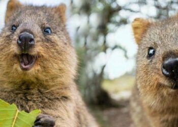 Quel est l'animal qui rigole le plus ?