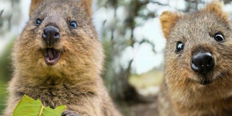 Quel est l'animal qui rigole le plus ?