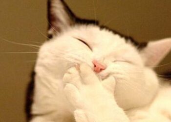 Quel est l'animal qui rigole le plus ?